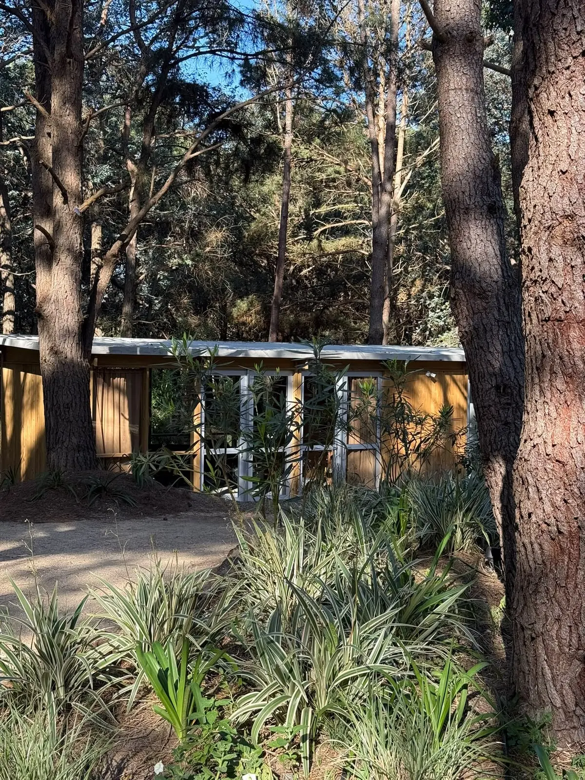 Módulo con ventanales entre los pinos · Portal Bosque, La Barra, Uruguay